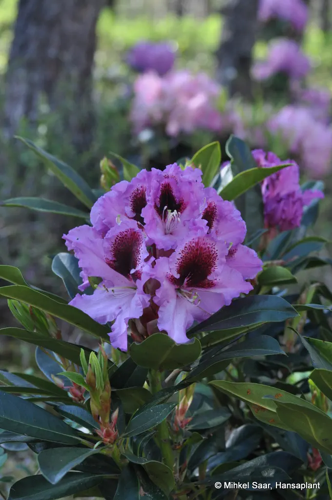 Photo of R. 'Humboldt Superior', Rhododendron Hybrid