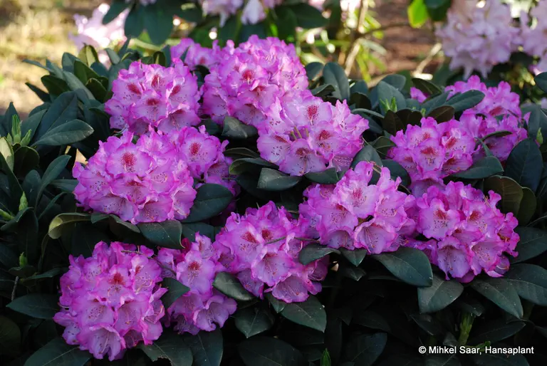 Photo of R. insigne 'Arktis', Rhododendron Species Selection