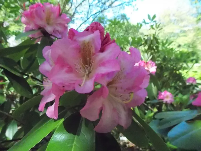 Photo of R. 'Great Eastern', Rhododendron Hybrid