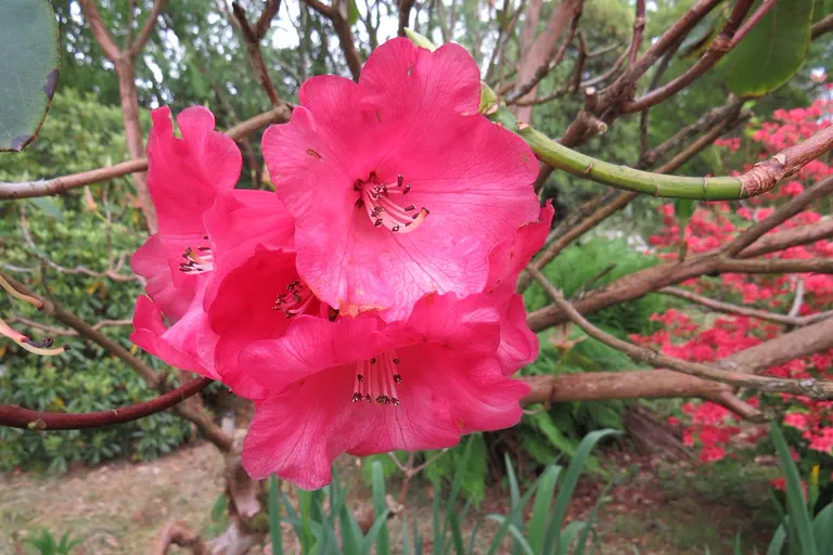 Photo of R. 'Venetian Chimes', Rhododendron Hybrid