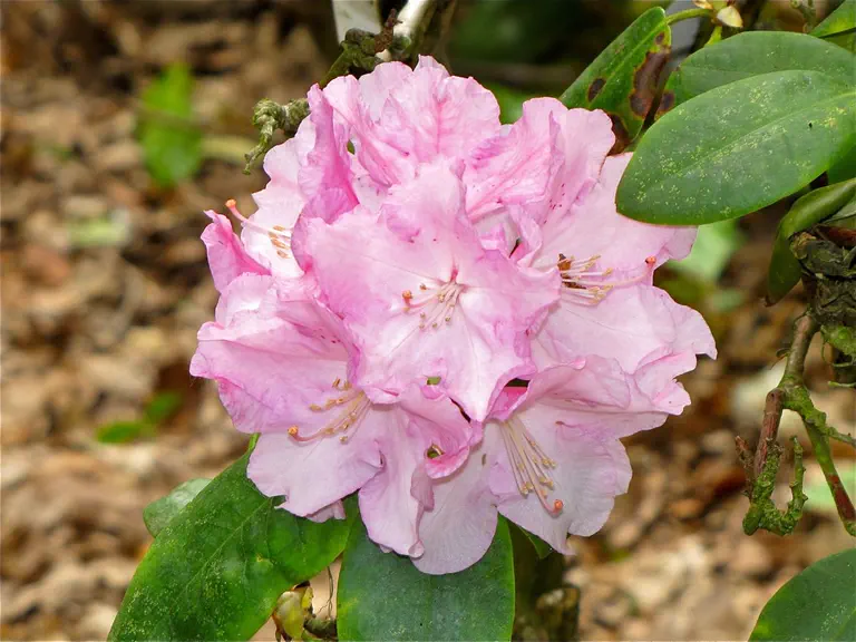 Photo of R. 'Erich Beeken', Rhododendron Hybrid