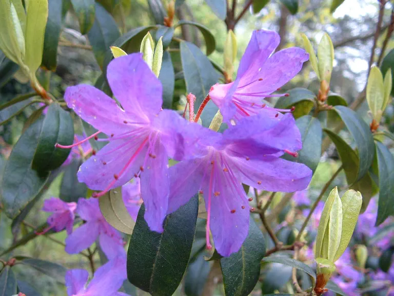 Photo of R. 'Amethyst', Rhododendron Hybrid