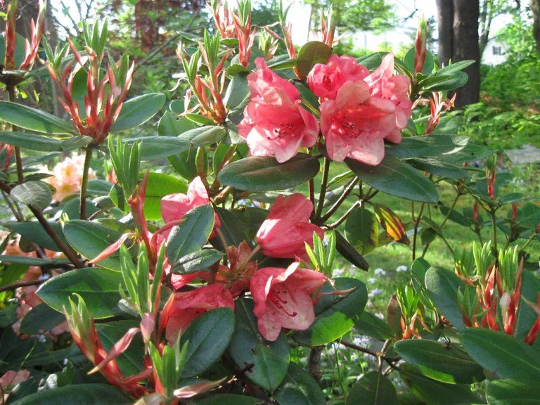 Photo of R. 'Amaretto', Rhododendron Hybrid