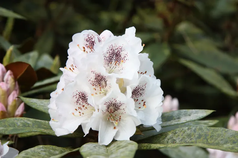 Photo of R. 'George Cunningham', Rhododendron Hybrid