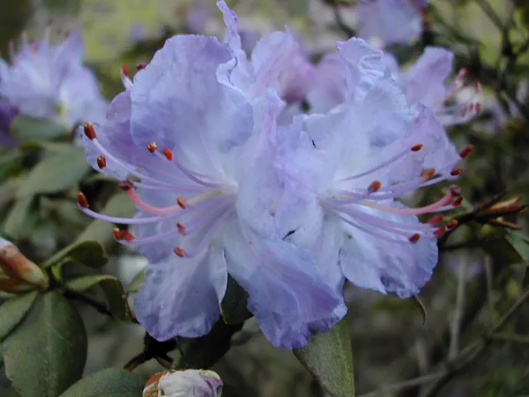 Photo of R. 'Russautinii Group', Rhododendron Hybrid