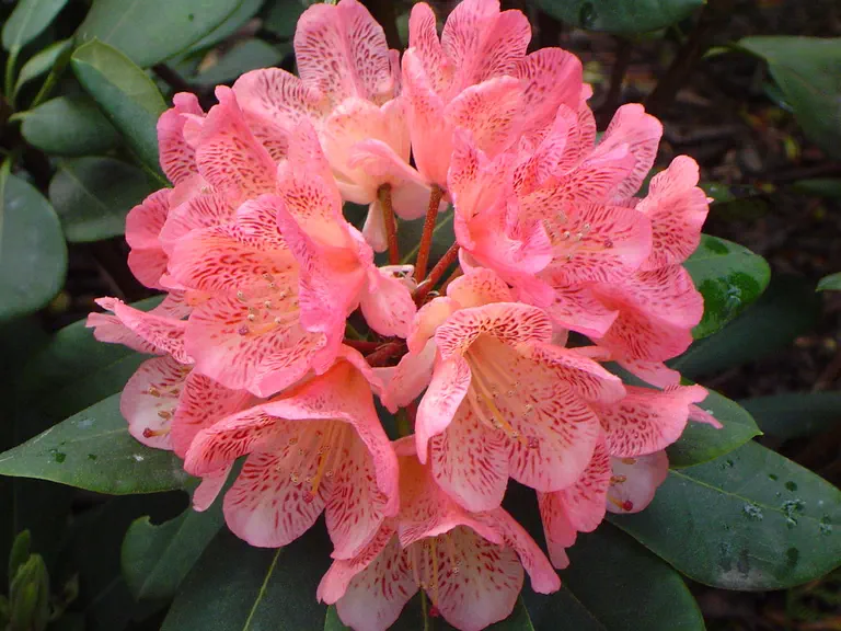 Photo of R. 'Capriccio', Rhododendron Hybrid