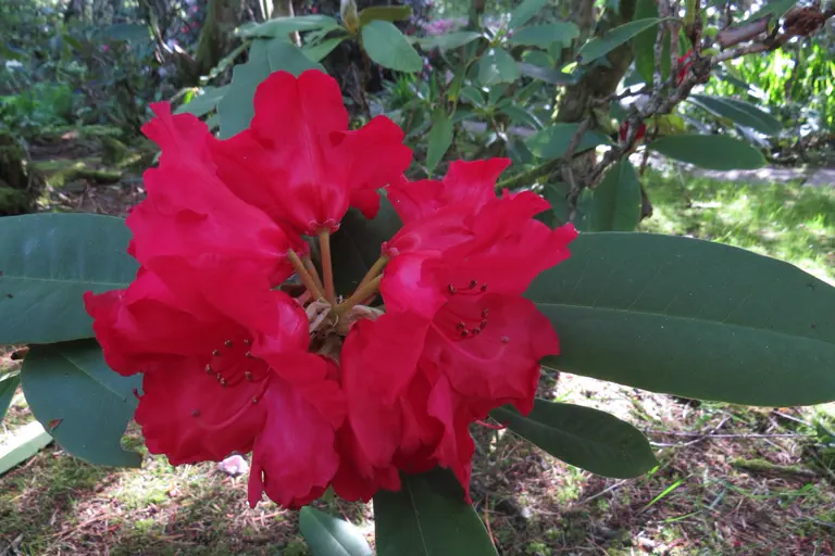 Photo of R. 'Cardinal', Rhododendron Hybrid