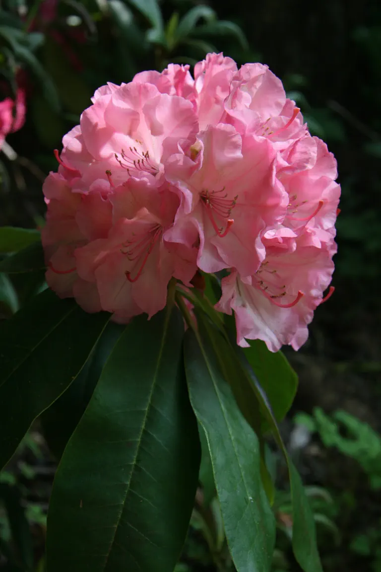 Photo of R. 'Viennese Waltz', Rhododendron Hybrid