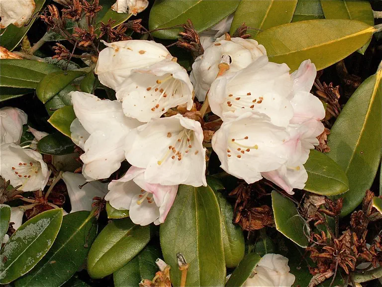 Photo of R. 'Viking Silver', Rhododendron Hybrid