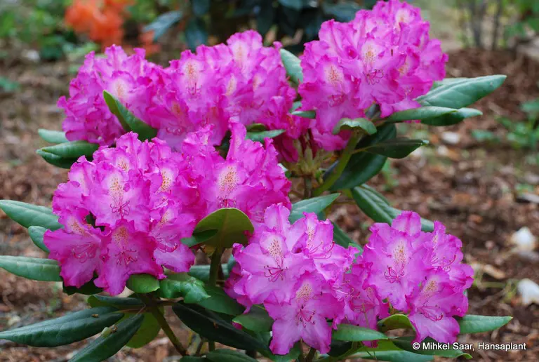 Photo of R. 'Ballfee', Rhododendron Hybrid