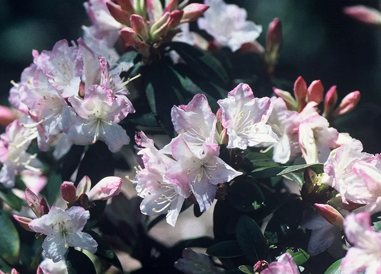 Photo of R. 'Vinestar', Rhododendron Hybrid