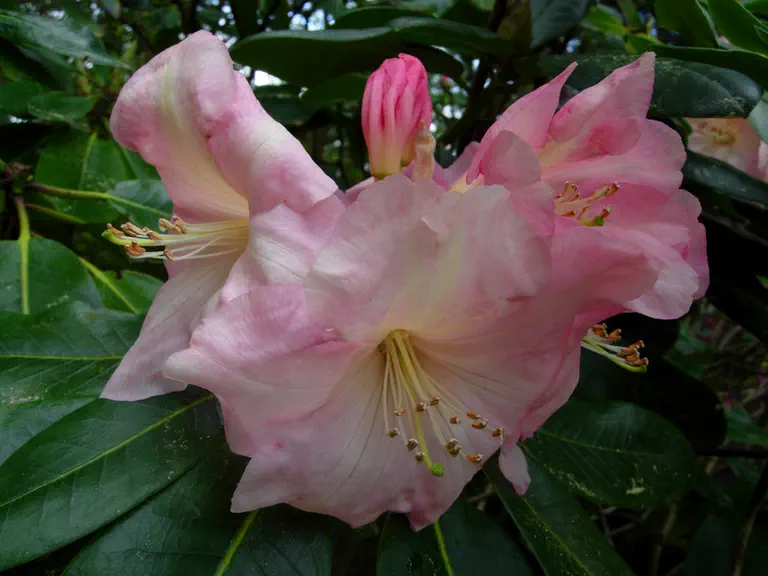Photo of R. 'Frontier', Rhododendron Hybrid