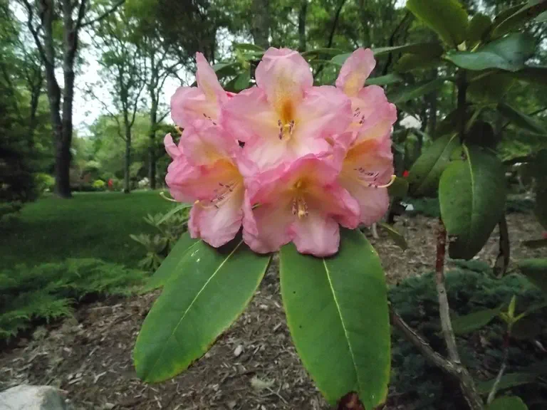 Photo of R. 'Nuance', Rhododendron Hybrid