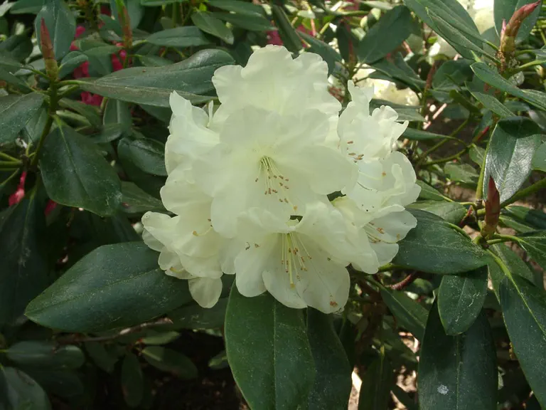 Photo of R. 'Yellow Gate', Rhododendron Hybrid