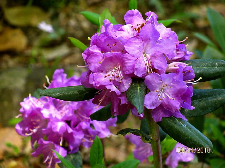Photo of R. oreotrephes 'Pentland', Rhododendron Species Selection