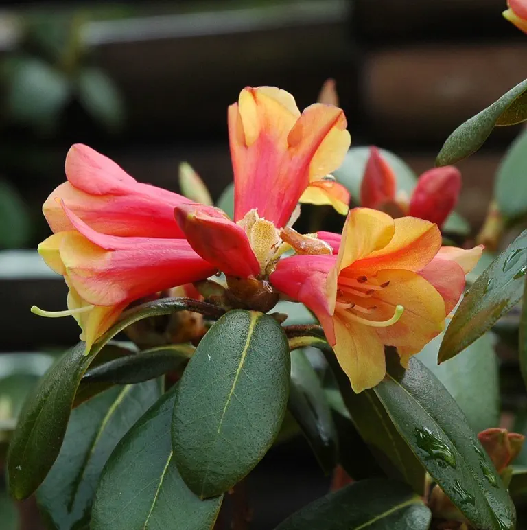 Photo of R. 'What a Dane', Rhododendron Hybrid