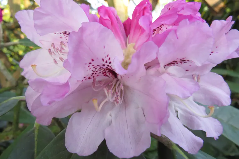Photo of R. 'rex x smirnowii', Rhododendron Hybrid