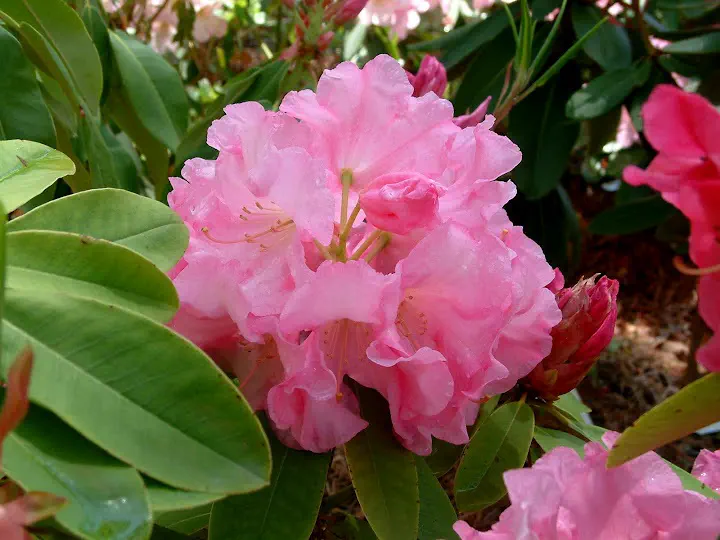 Photo of R. 'Madison Hill', Rhododendron Hybrid