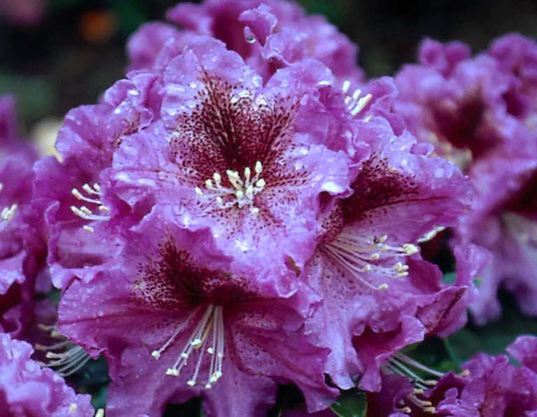 Photo of R. 'Violette Funken', Rhododendron Hybrid