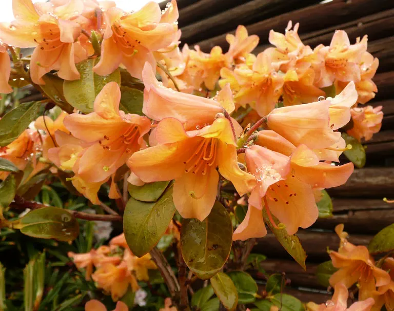 Photo of R. 'Biskra x cinnabarinum ssp xanthocodon', Rhododendron Hybrid