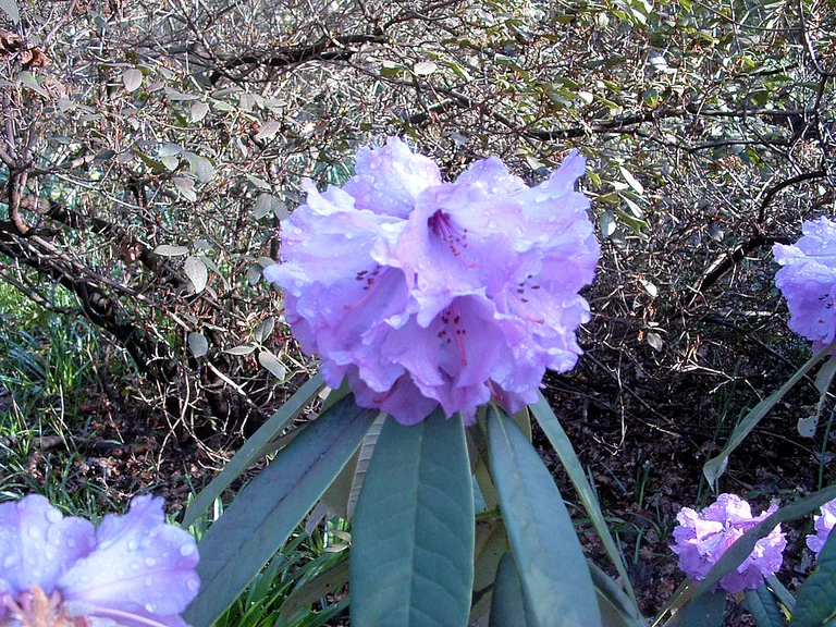 Photo of R. 'Snowy River', Rhododendron Hybrid