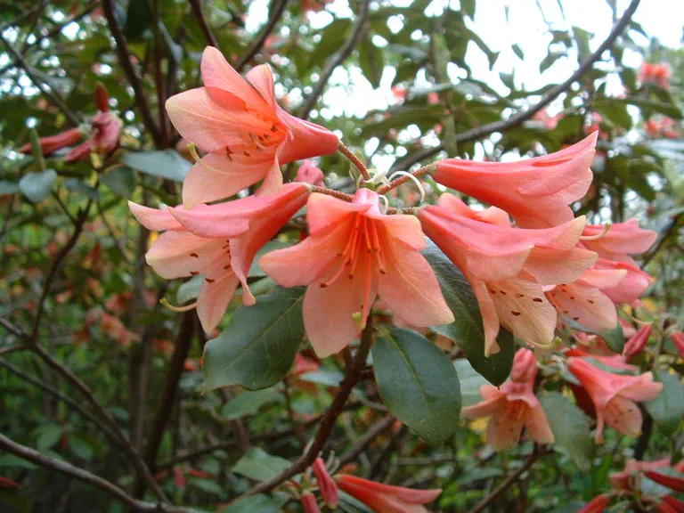 Photo of R. 'ambiguum x cinnabarinum Concatenans Group', Rhododendron Hybrid