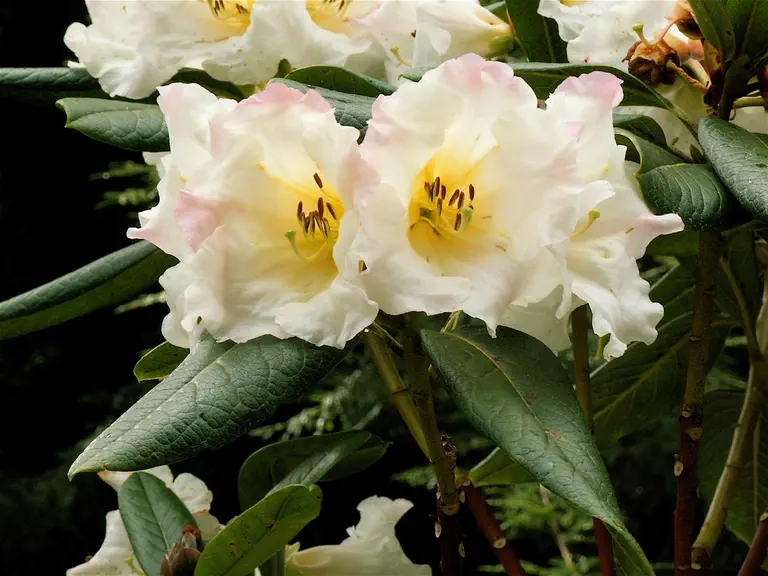 Photo of R. 'Virginia Stewart', Rhododendron Hybrid