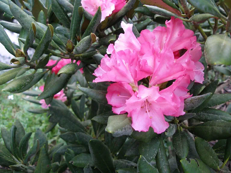 Photo of R. 'Yaku Duchess', Rhododendron Hybrid