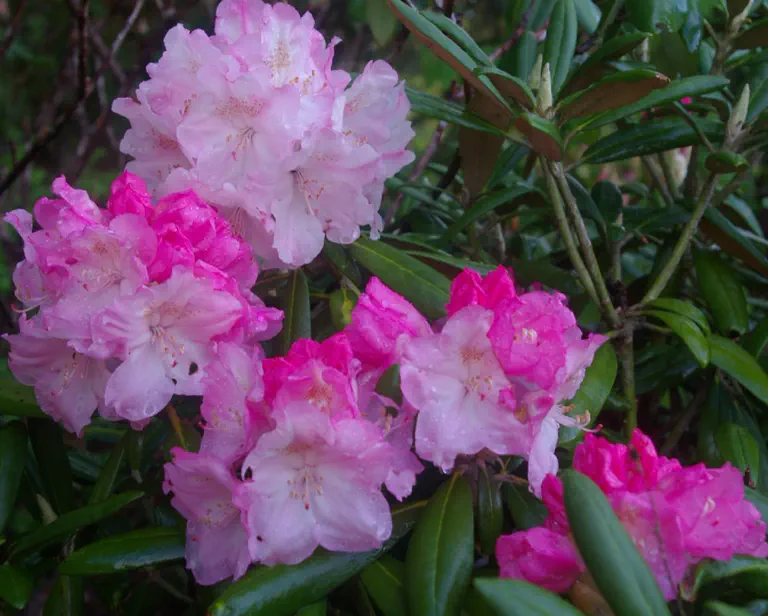 Photo of R. 'Yaku Frills', Rhododendron Hybrid