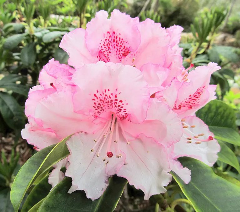 Photo of R. 'Virgo', Rhododendron Hybrid