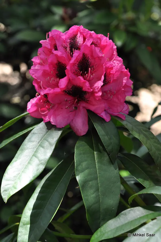 Photo of R. 'Viscount Powerscourt', Rhododendron Hybrid