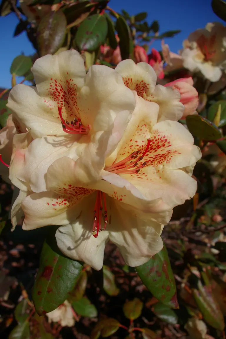 Photo of R. 'Viscy', Rhododendron Hybrid
