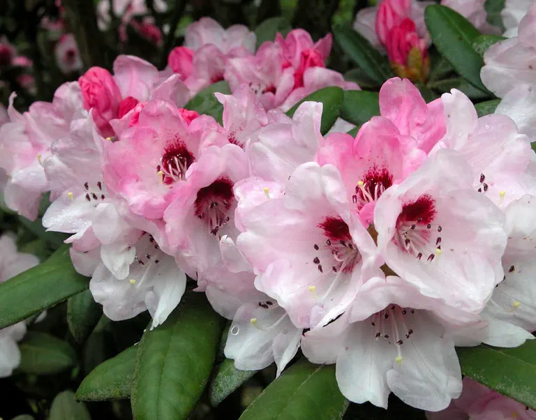 Photo of R. 'Spider Dane', Rhododendron Hybrid