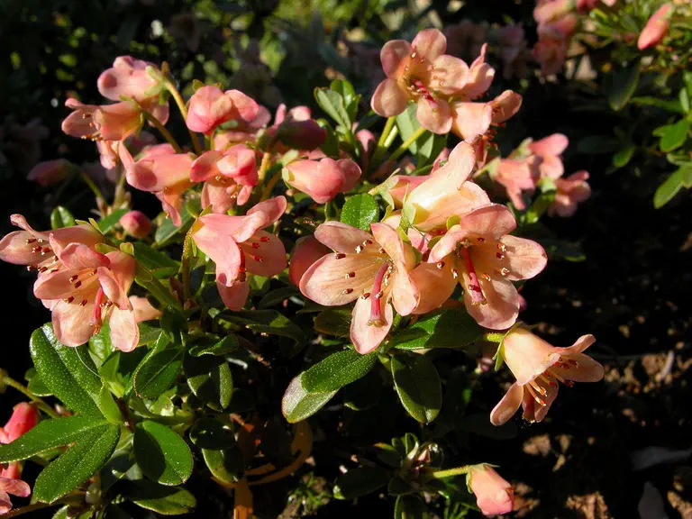 Photo of R. 'Tessa Dane', Rhododendron Hybrid