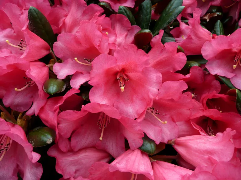 Photo of R. 'Debbie Dane', Rhododendron Hybrid