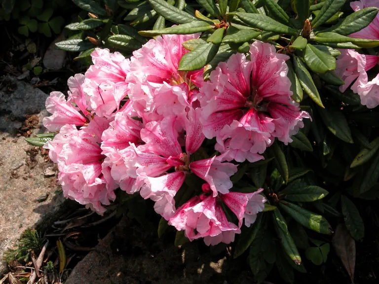 Photo of R. 'Fantastica x proteoides', Rhododendron Hybrid
