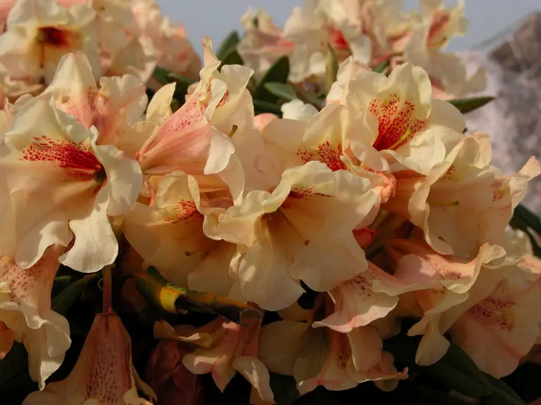 Photo of R. 'Kupferberg x proteoides', Rhododendron Hybrid