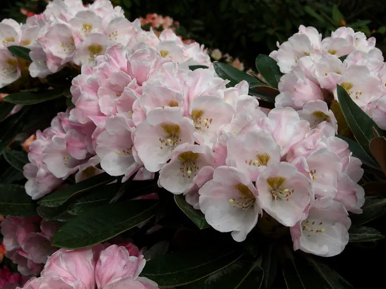 Photo of R. 'Silver Dane', Rhododendron Hybrid