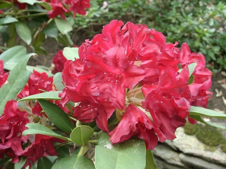 Photo of R. 'Vivacious', Rhododendron Hybrid