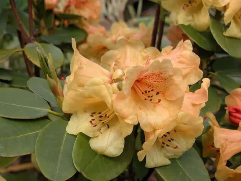 Photo of R. 'Top Banana x viscidifolium', Rhododendron Hybrid