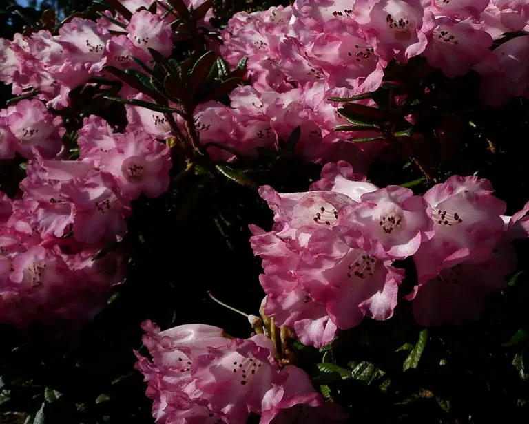 Photo of R. 'May Morn x proteoides', Rhododendron Hybrid