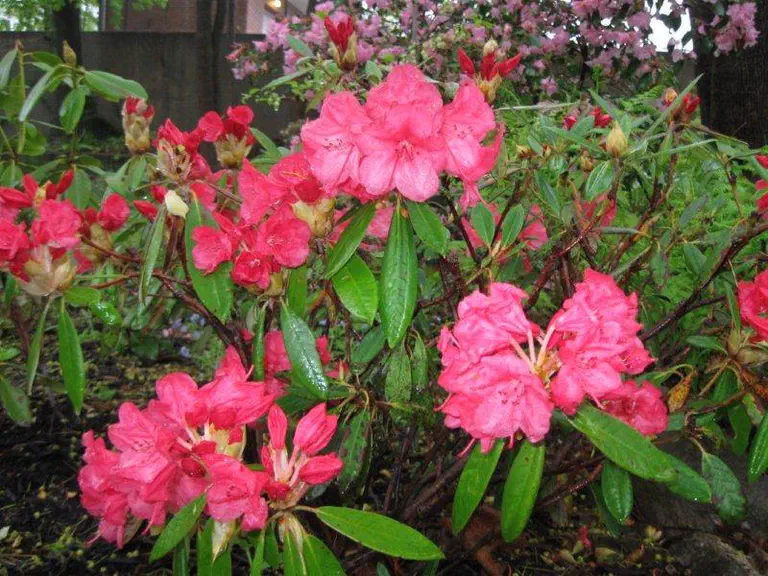 Photo of R. 'Strawberry Chiffon', Rhododendron Hybrid
