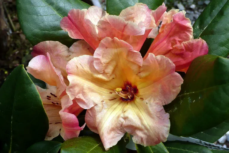 Photo of R. 'Mango Tango', Rhododendron Hybrid