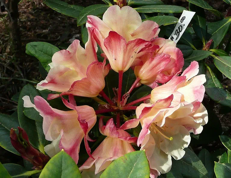 Photo of R. 'Temptation', Rhododendron Hybrid