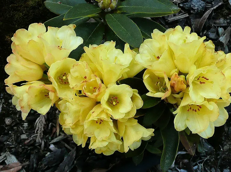 Photo of R. 'Seaview Sunset x proteoides', Rhododendron Hybrid