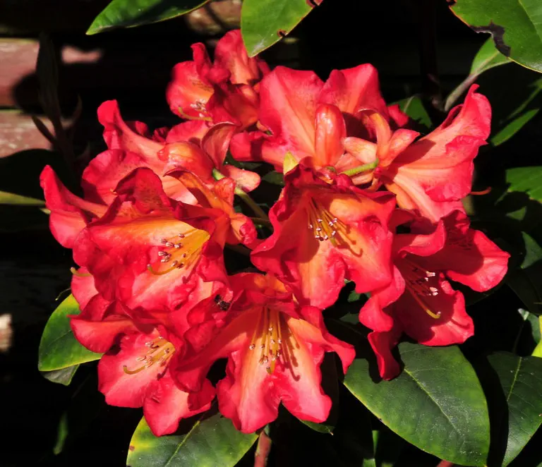 Photo of R. 'Abraxas', Rhododendron Hybrid