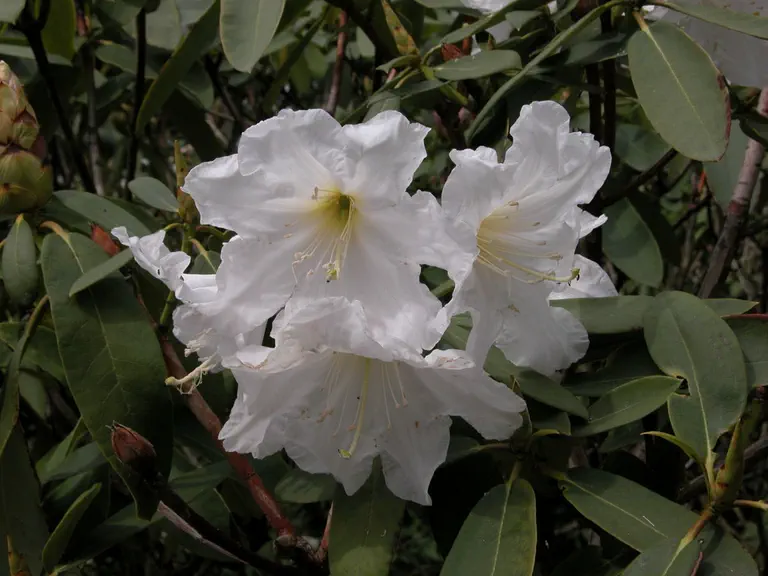 Photo of R. 'auriculatum x fortunei discolor', Rhododendron Hybrid
