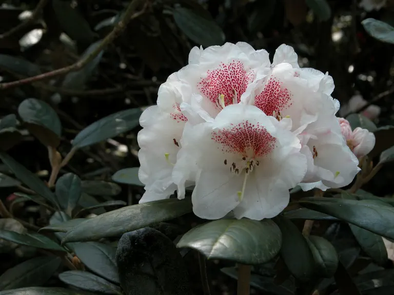 Photo of R. 'Tholasma', Rhododendron Hybrid
