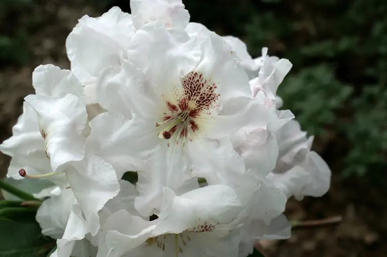 Photo of R. 'Great Gatsby', Rhododendron Hybrid