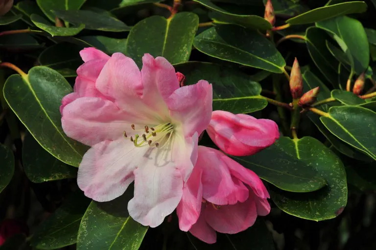 Photo of R. 'Seleger Glocke', Rhododendron Hybrid